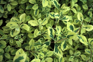 Honeysuckle (Lonicera) 'Harlequin' 